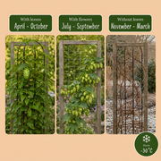 Humulus lupulus &