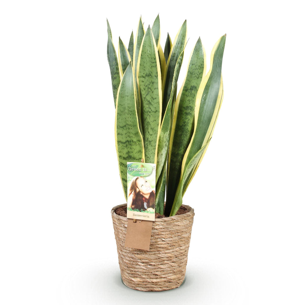 Sansevieria Laurentii, detail van het blad