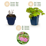 Geranium macrorrhizum - Ooievaarsbek - Bodembedekkend - Roze - 6 Planten