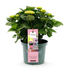 Hortensia Hydrangea Magical Revolution Pink, kenmerkend blad