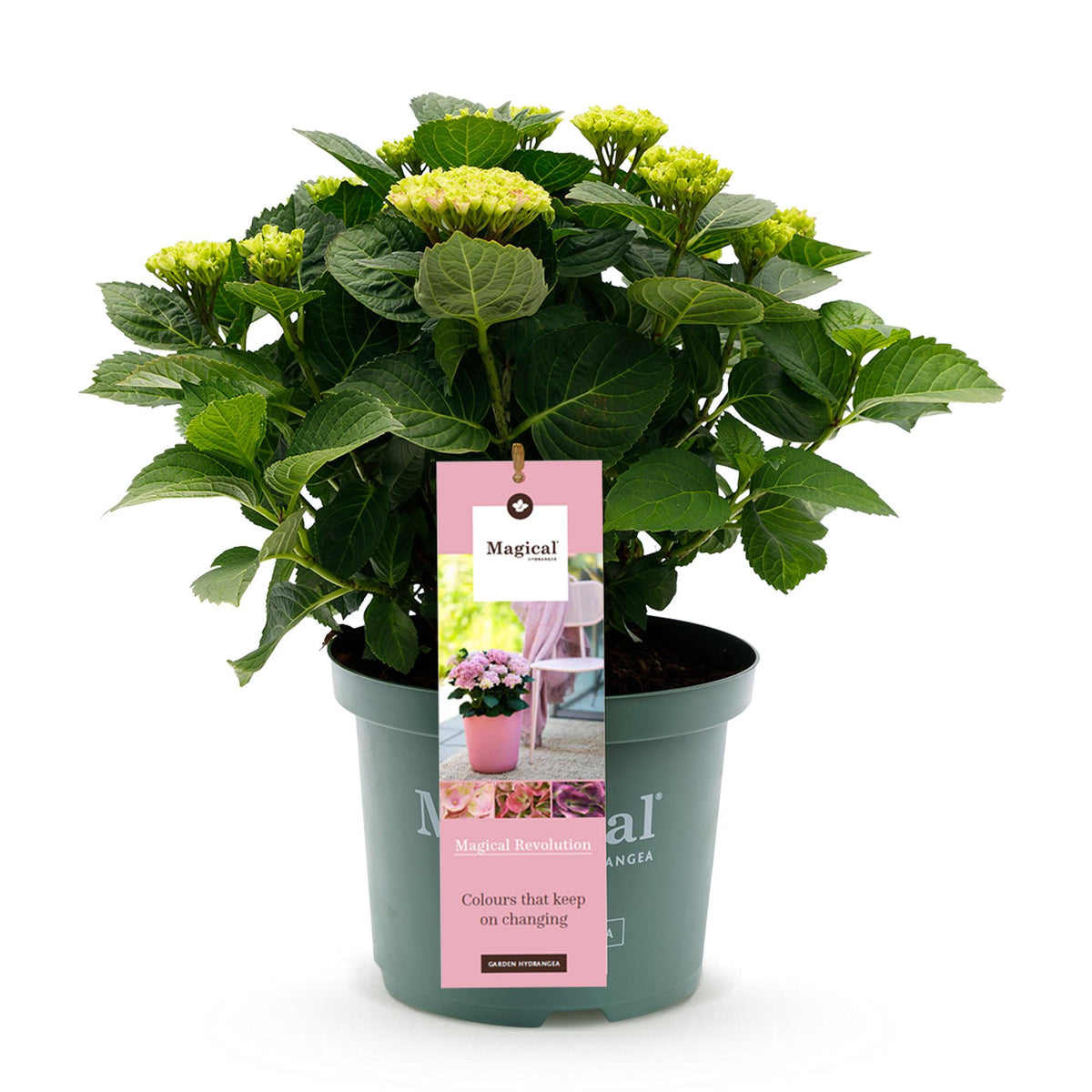 Hortensia Hydrangea Magical Revolution Pink, kenmerkend blad