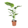 Productfoto van Strelitzia Nicolai