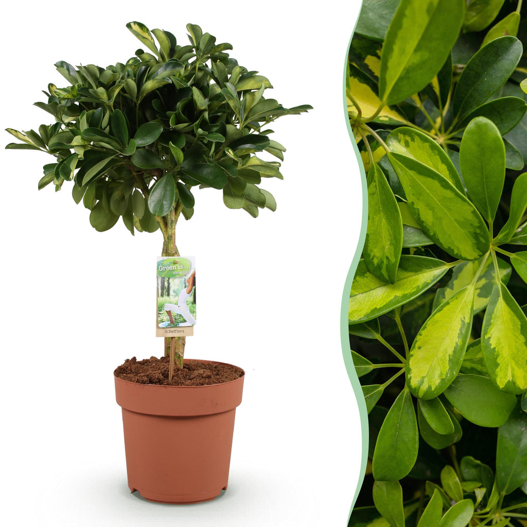 Schefflera Gold Capelle, detail van het blad