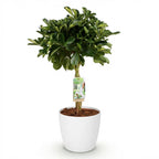 Schefflera Gold Capelle, groene bladeren