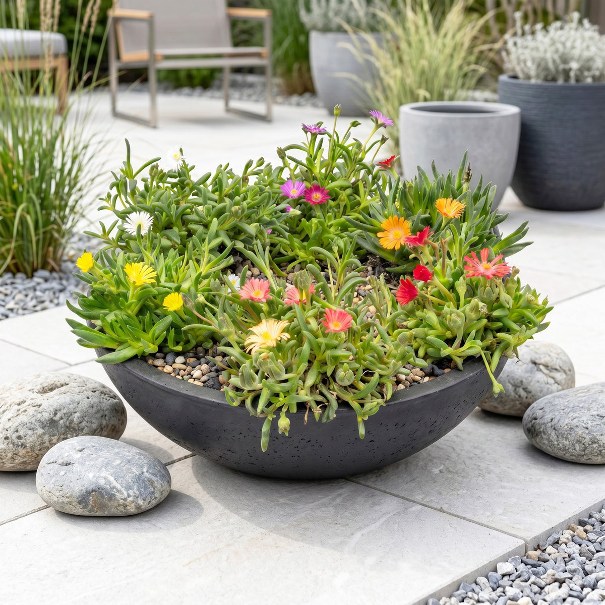Delosperma mix, gezonde plant