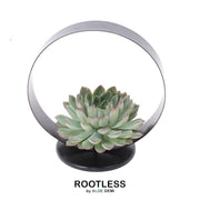 Echeveria pulidonis zonder wortels op tafelstandaard