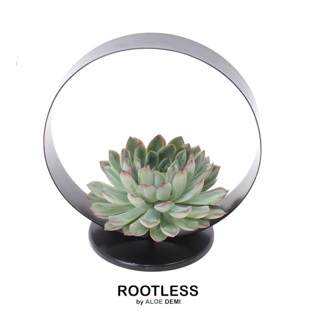 Echeveria pulidonis zonder wortels op tafelstandaard, detail van het blad