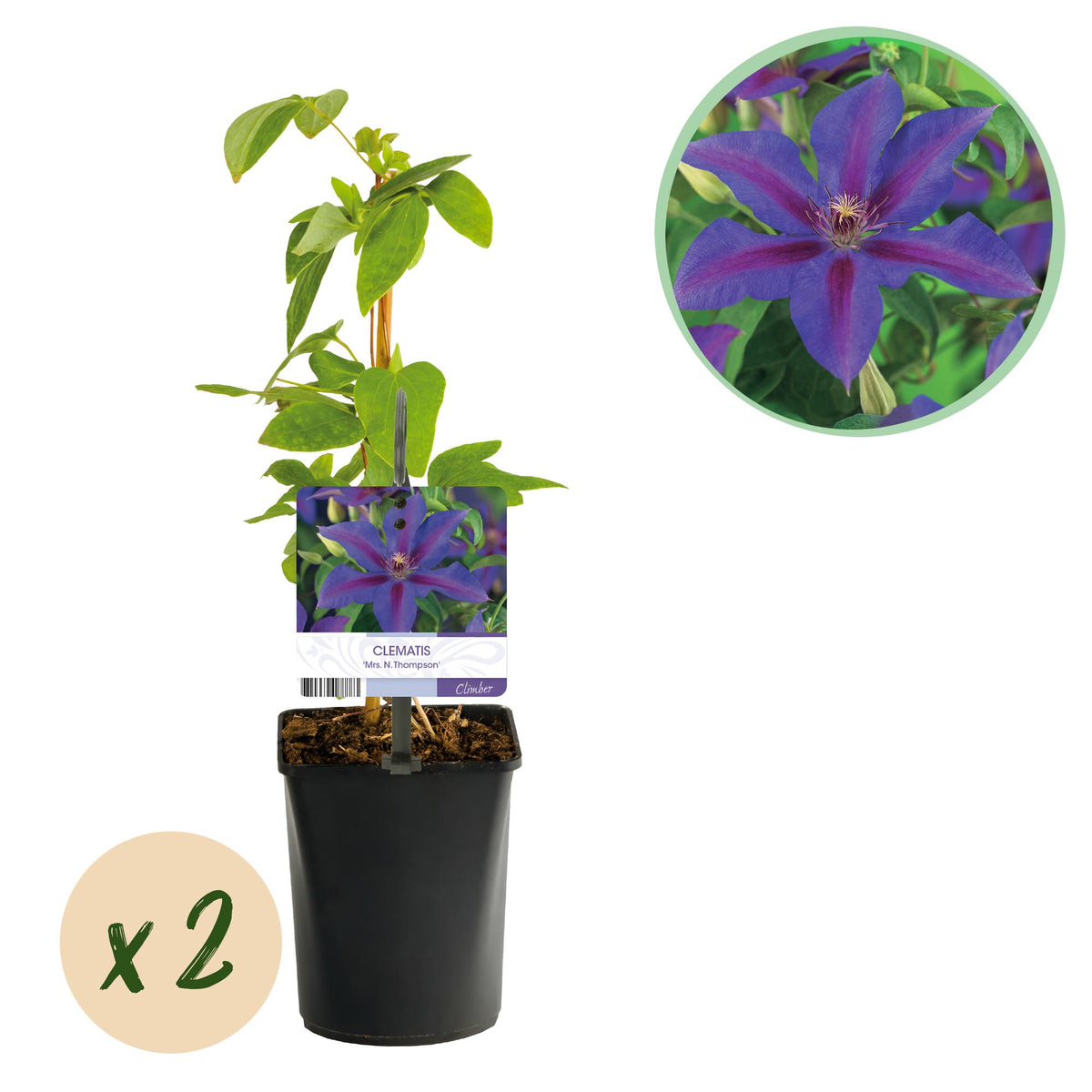 Productafbeelding van Pureplant