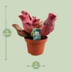 Detailfoto van Sarracenia Maroon
