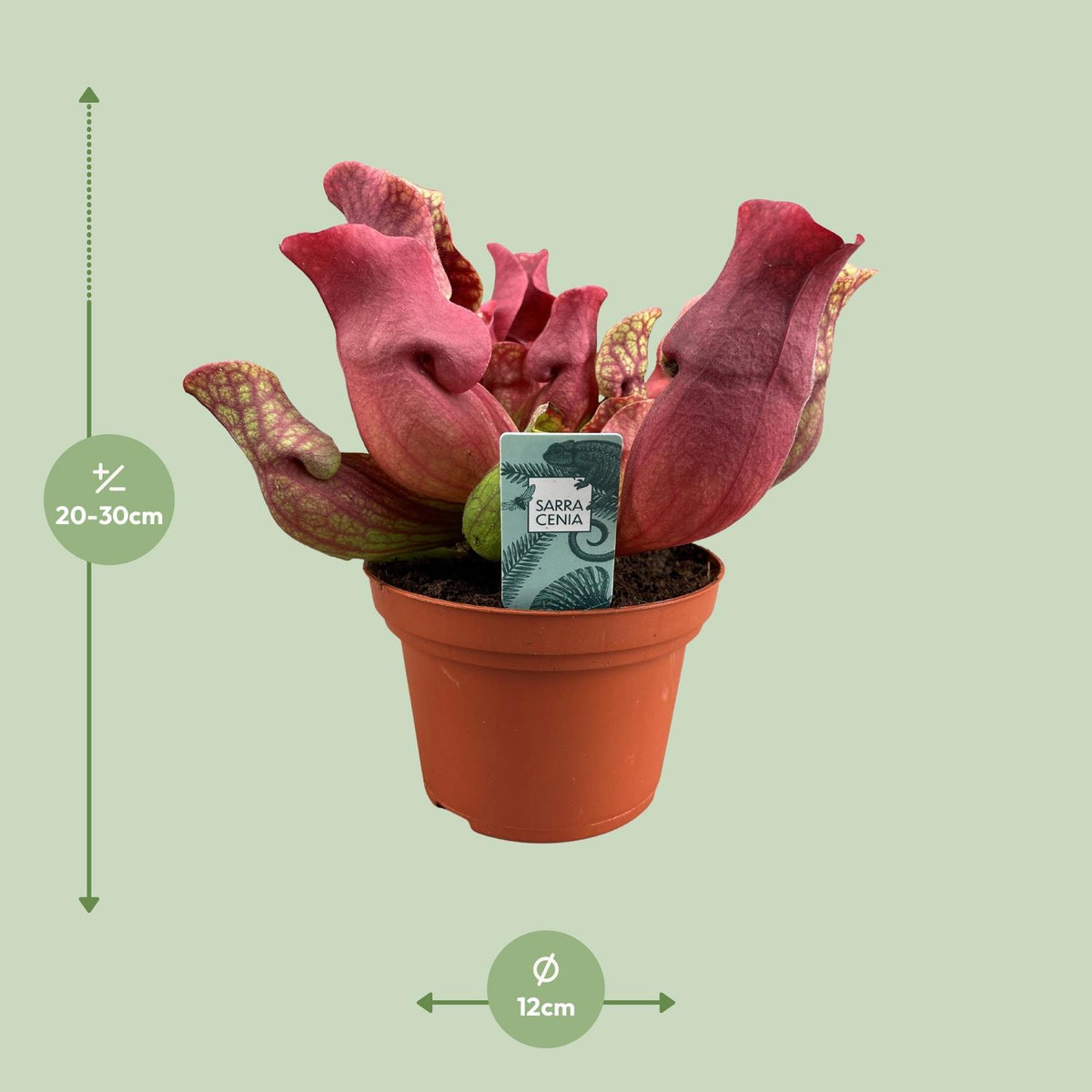 Detailfoto van Sarracenia Maroon