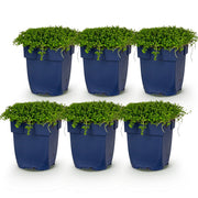 Isotoma fluviatilis - Sterrenbloem - Rotsplanten - Licht Blauw - 6 Planten