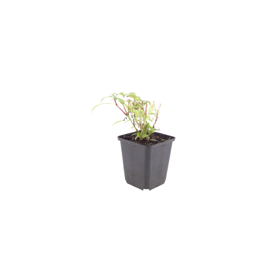 Centranthus ruber 'Coccineus', kenmerkend blad
