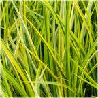 3 x Acorus gramineus 'Ogon', groene bladeren