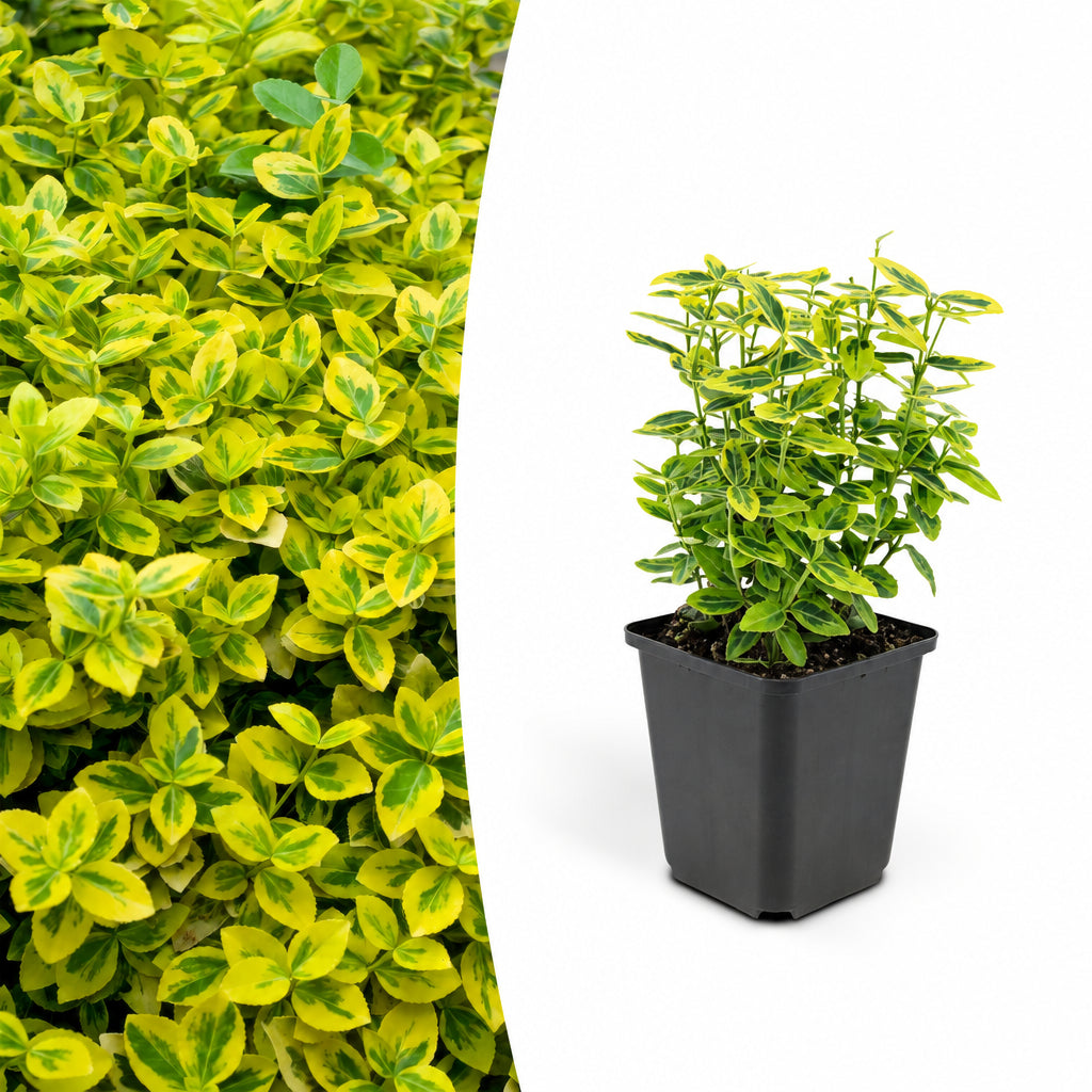 Productafbeelding van Pureplant