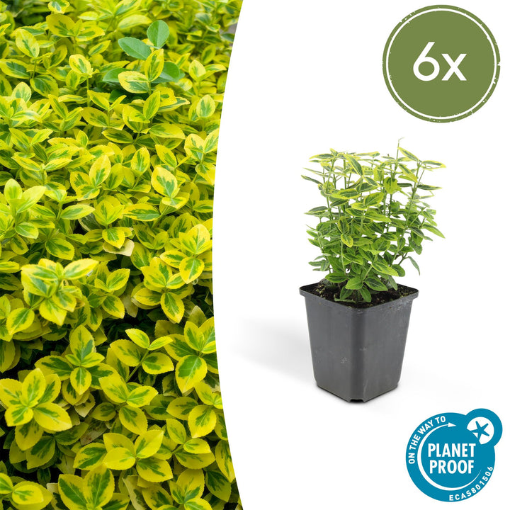Euonymus fort. &