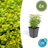 Euonymus fort. 'Emerald 'n Gold’