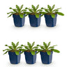 Duifkruid col. Pink Mist, met roze bloemen (6x)