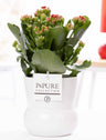 Kalanchoe Red In P&PURE Plant Vase Maximawhite