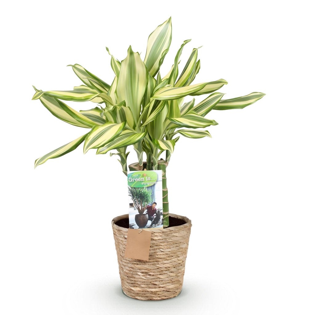 Dracaena fragrans Diamond Dream met mand, detail van het blad