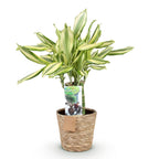 Dracaena fragrans Diamond Dream met mand, detail van het blad