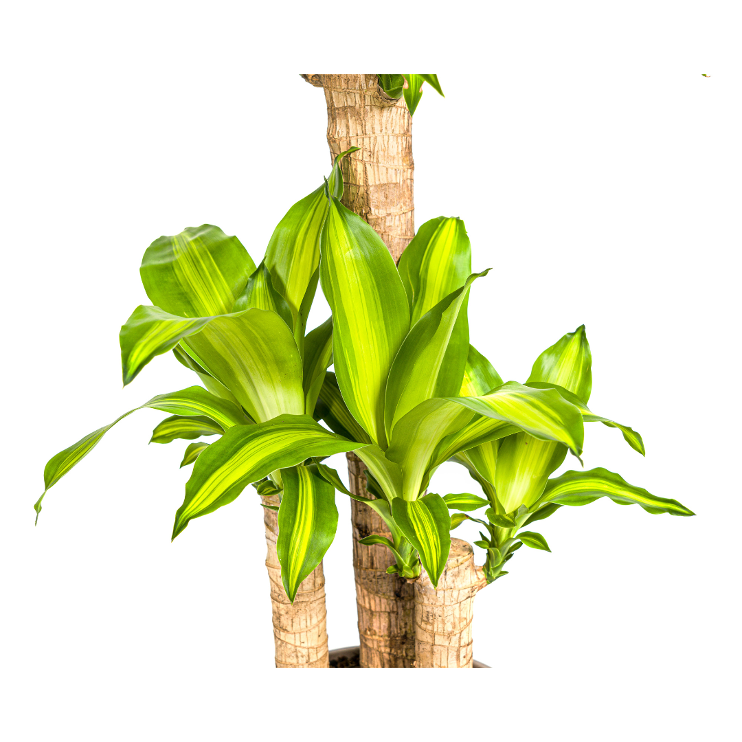 Dracaena Fragrans Massangeana, kenmerkend blad