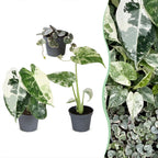 3x Baby Variegata Mix - Diversen - Tropisch - Ø6cm - ↕10-15cm, plant in pot