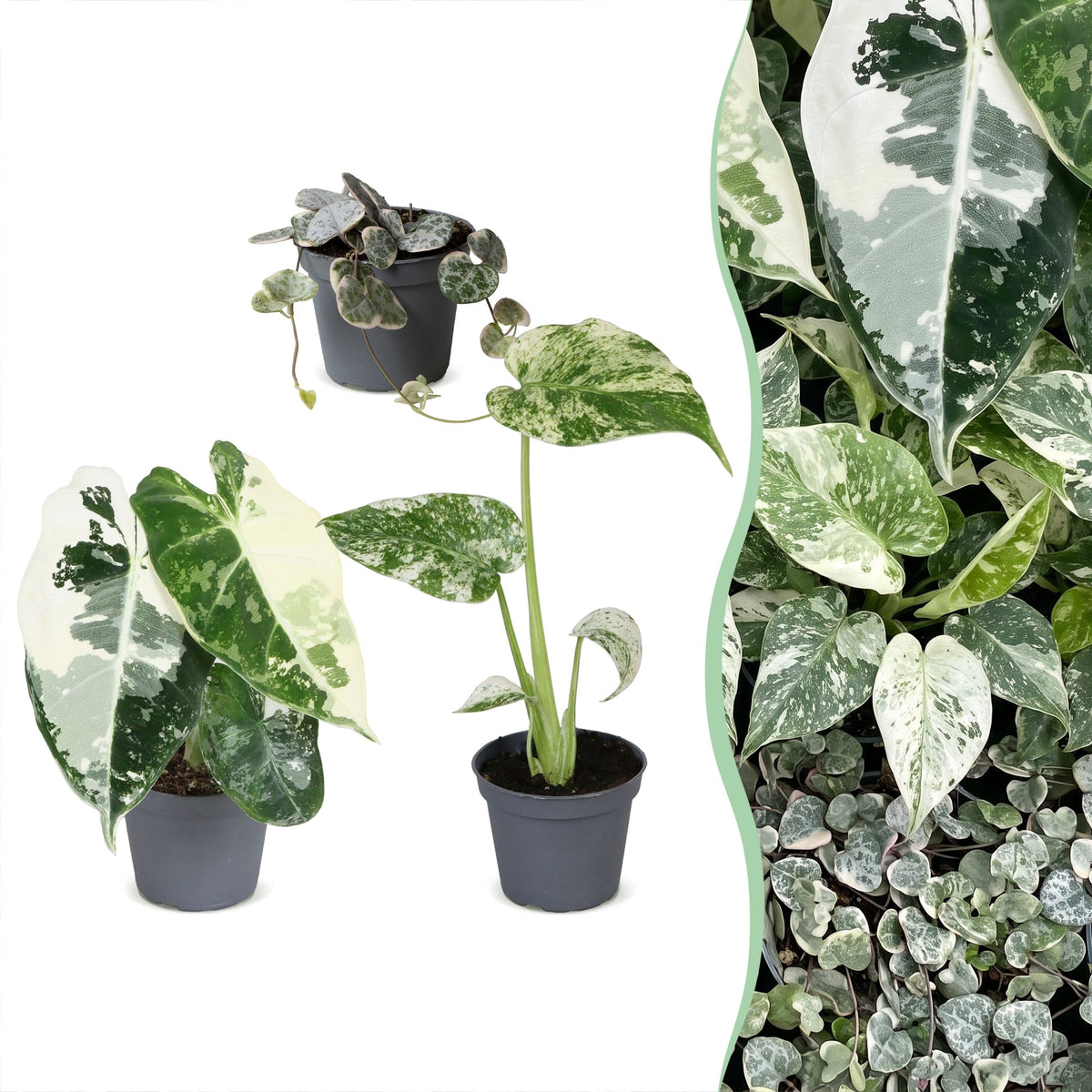 3x Baby Variegata Mix - Diversen - Tropisch - Ø6cm - ↕10-15cm, plant in pot
