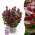 Leucothoe Curly Red, compacte plant