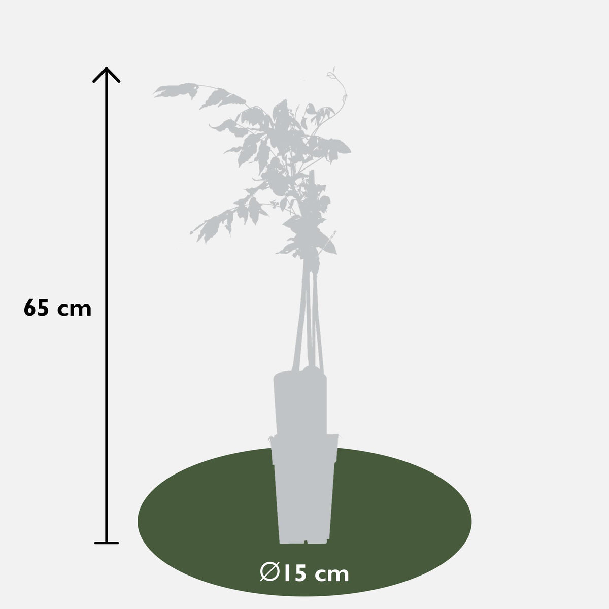 Productafbeelding van Pureplant