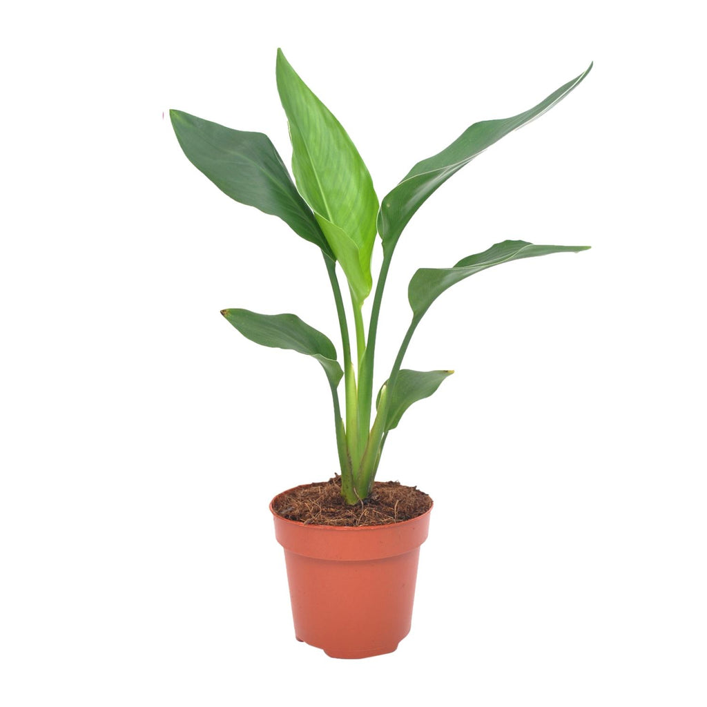 Productfoto van Strelitzia Reginea
