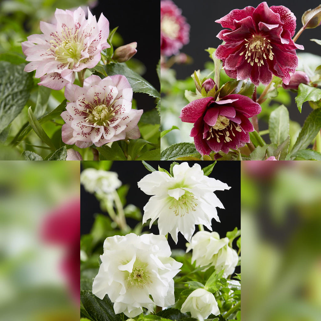 Lenten Rose, groeiwijze van de plant