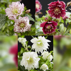 Lenten Rose, groeiwijze van de plant
