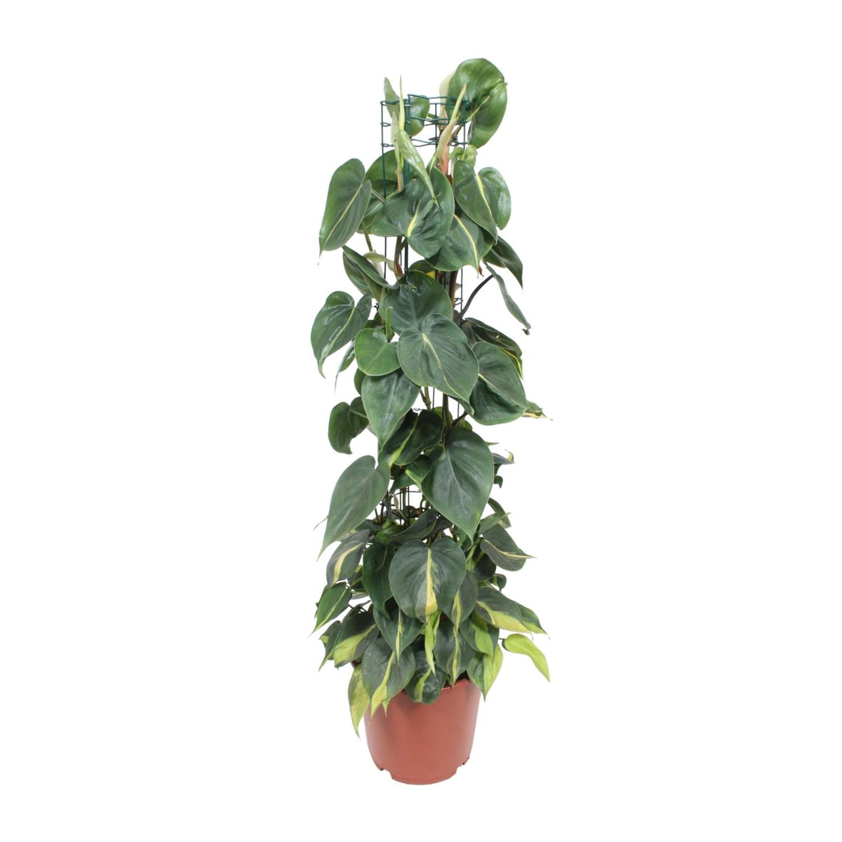 Philodendron Scandens Brasil, plant in pot