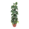 Philodendron Scandens Brasil