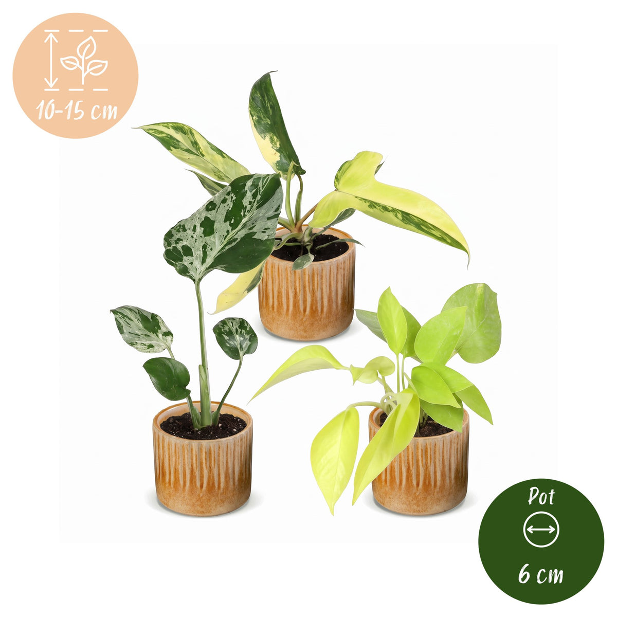Jonge tropische kamerplanten uit de Baby Tropical Mix