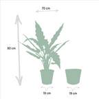 Alocasia Lauterbachiana, 80 cm hoog