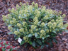Skimmia japonica Finchy