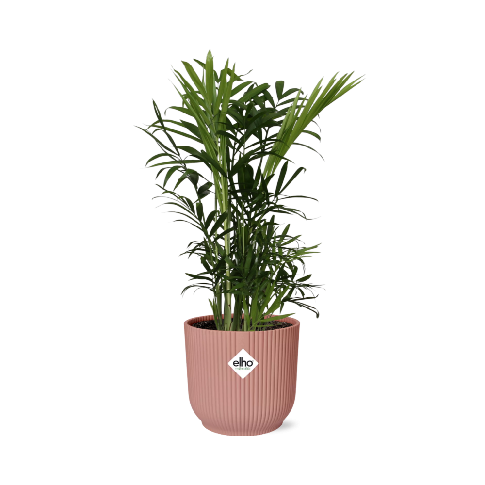Productfoto van Chamaedorea Elegans in ELHO Vibes Fold 14cm roze