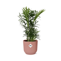 Productfoto van Chamaedorea Elegans in ELHO Vibes Fold 14cm roze
