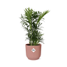 Chamaedorea Elegans in ELHO Vibes Fold 14cm roze