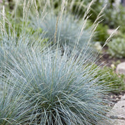 Festuca glauca - Blauwgras - Groenblijvend - Blauw - 6 Planten