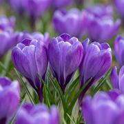 Blauwe krokus bloembollen, Crocus Blue