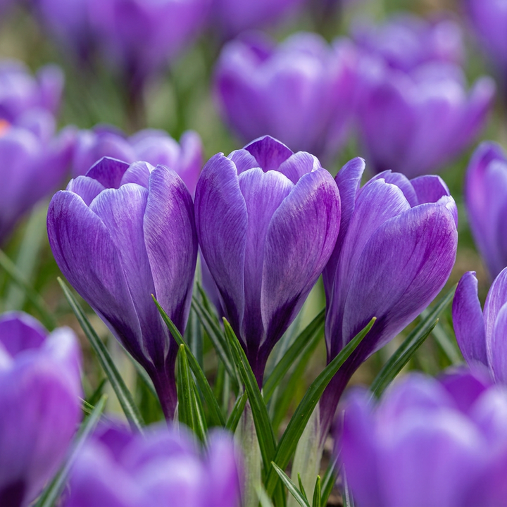 Blauwe krokus bloembollen, Crocus Blue