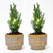 Set van 2 - Kerstboom &