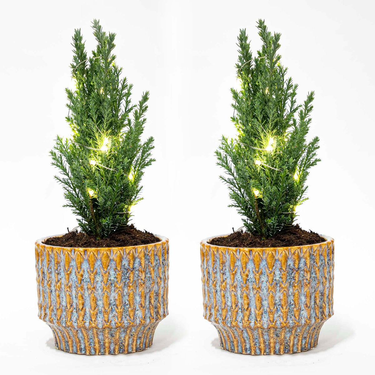 Productfoto van Set van 2 - Kerstboom 'Ellwoodii' + Pot Echo + 20 led lampen