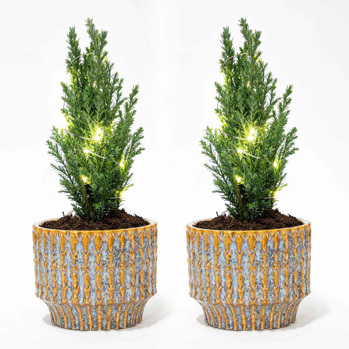 Set van 2 - Kerstboom &