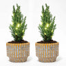 Set van 2 - Kerstboom 'Ellwoodii' + Pot Echo + 20 led lampen