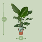 Strelitzia Nicolai - Paradijsvogelplant, detail van het blad