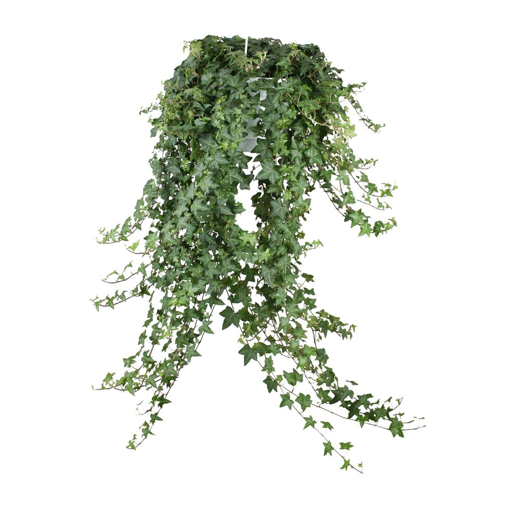 Detailfoto van Hedera Helix Pitsburg - Hang/XXL