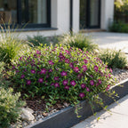 Vinca minor 'Atropurpurea' - paarse maagdenpalm, groeiwijze van de plant